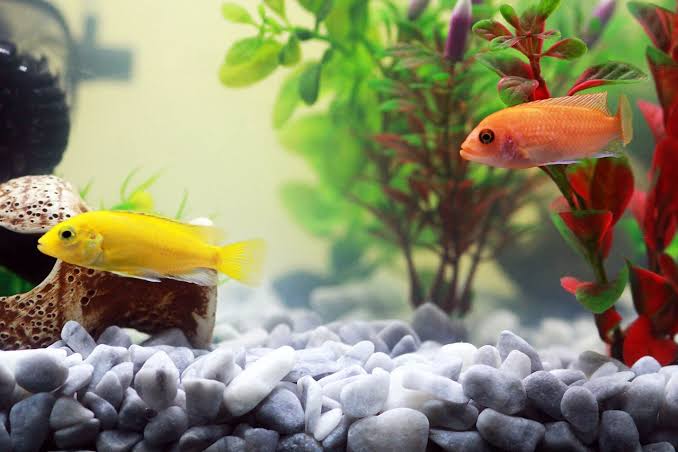Fischefest